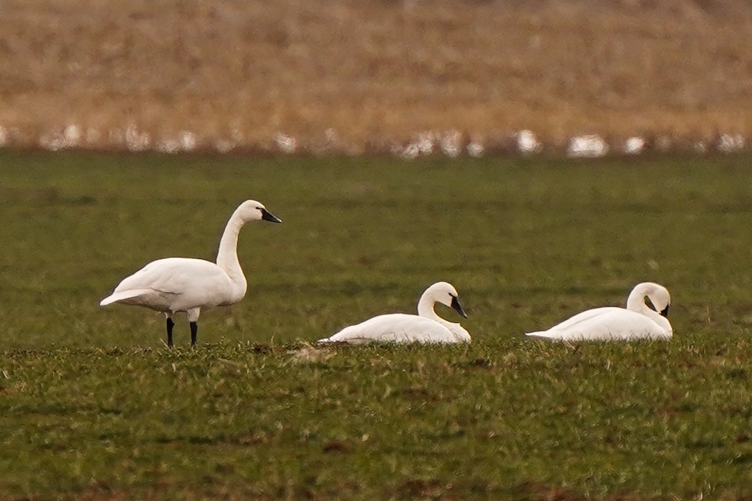 Tundra Swan - Aaron Short