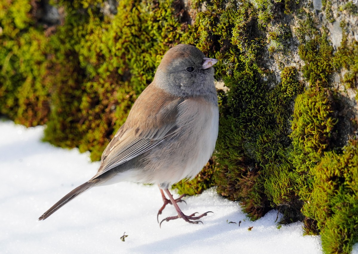 Dark-eyed Junco - ML613809512