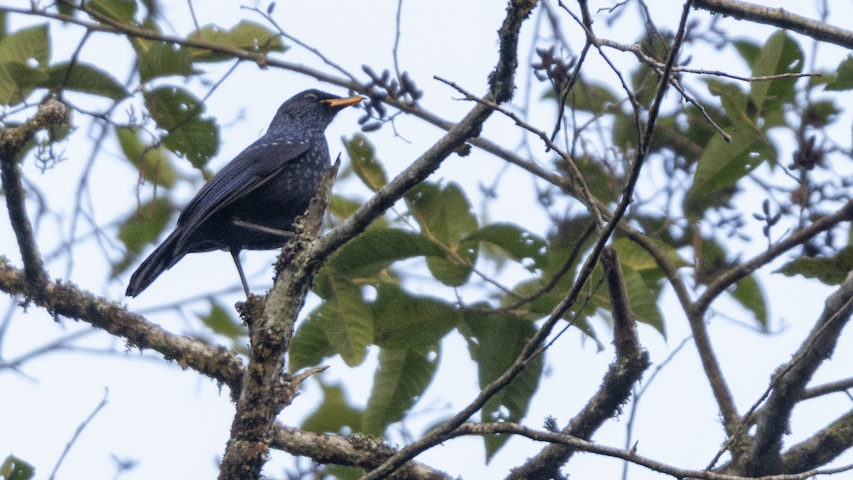 Blue Whistling-Thrush - ML613809553