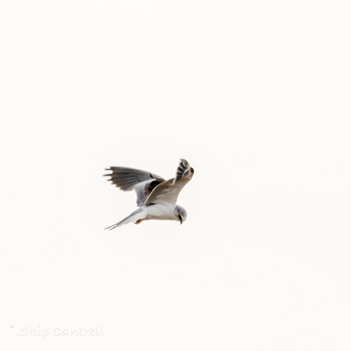 White-tailed Kite - ML613809566