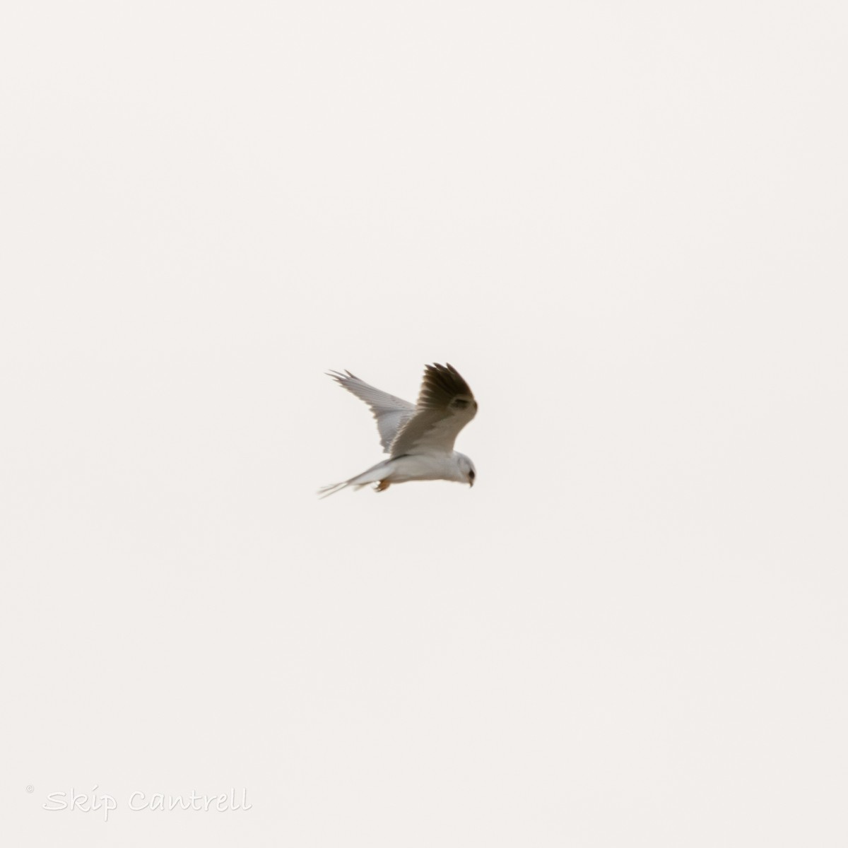 White-tailed Kite - ML613809567