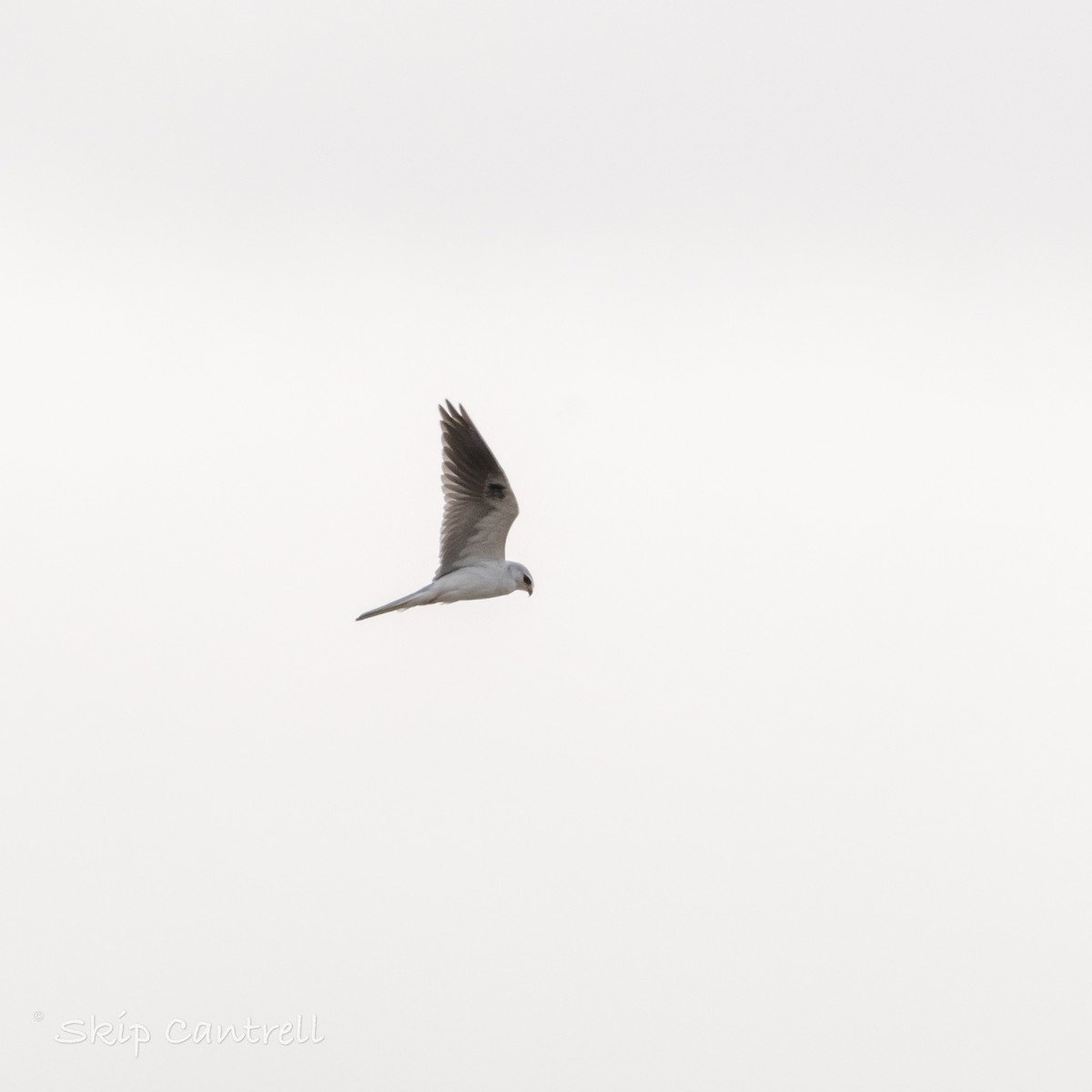 White-tailed Kite - ML613809568