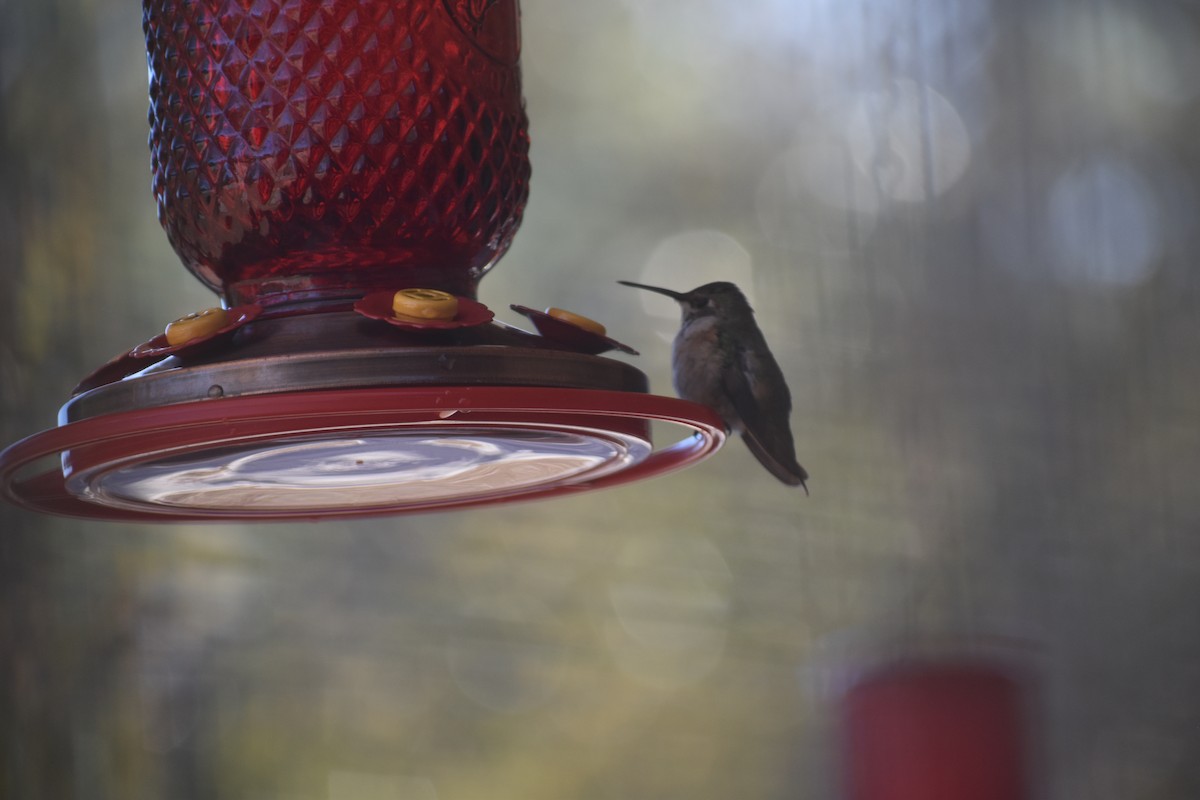 Rufous/Allen's Hummingbird - ML613809584