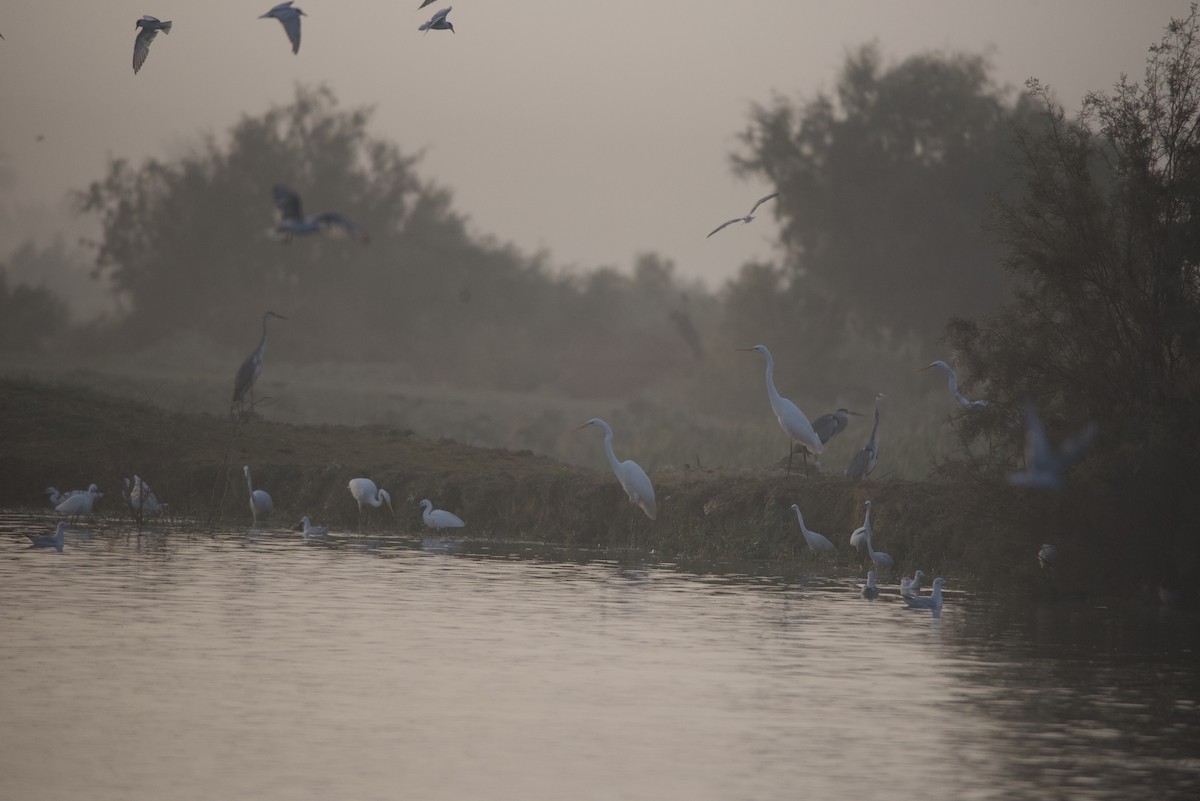 Great Egret - ML613809587