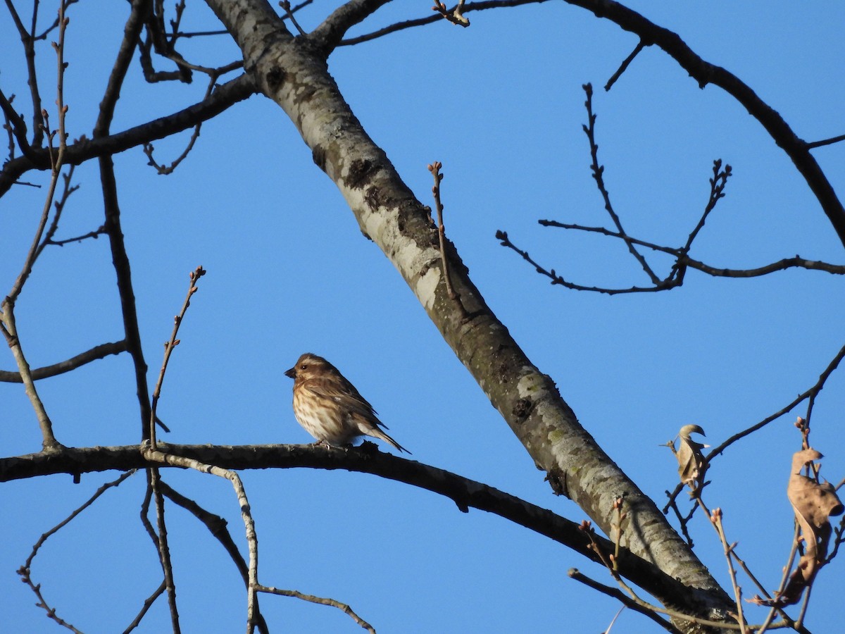 Purple Finch - ML613809607