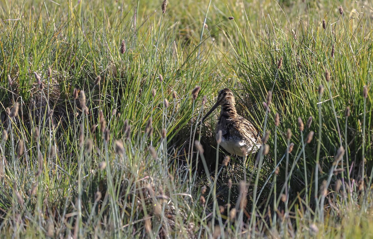 Magellanic Snipe - Juanjo Soto Sanhueza