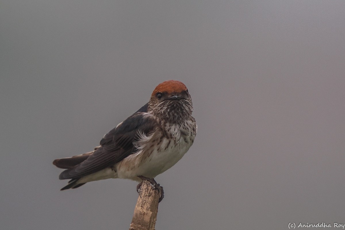 Streak-throated Swallow - Aniruddha  Roy