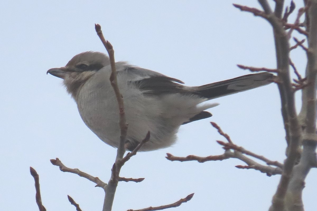 Northern Shrike - ML613809910