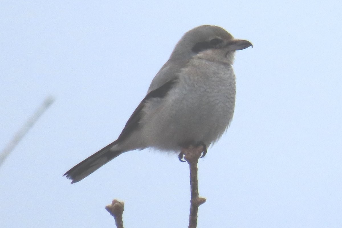 Alcaudón Boreal - ML613809912