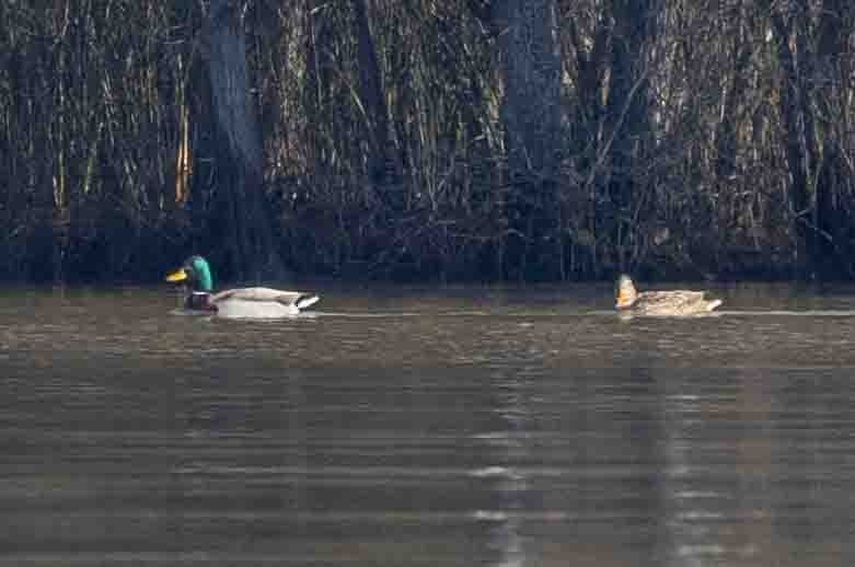 Mallard - Ann Van Sant