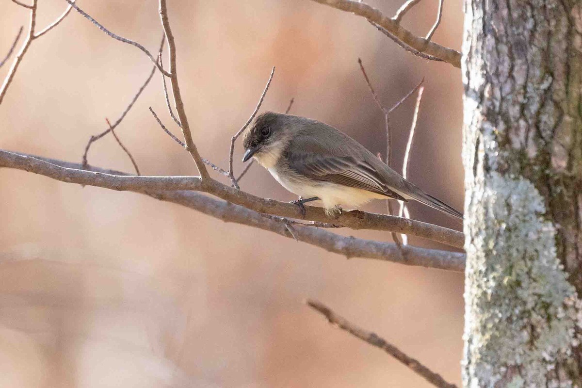 Eastern Phoebe - ML613809952