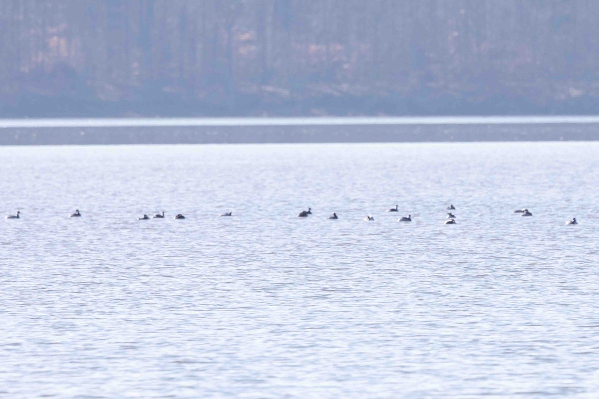 Horned Grebe - ML613809959