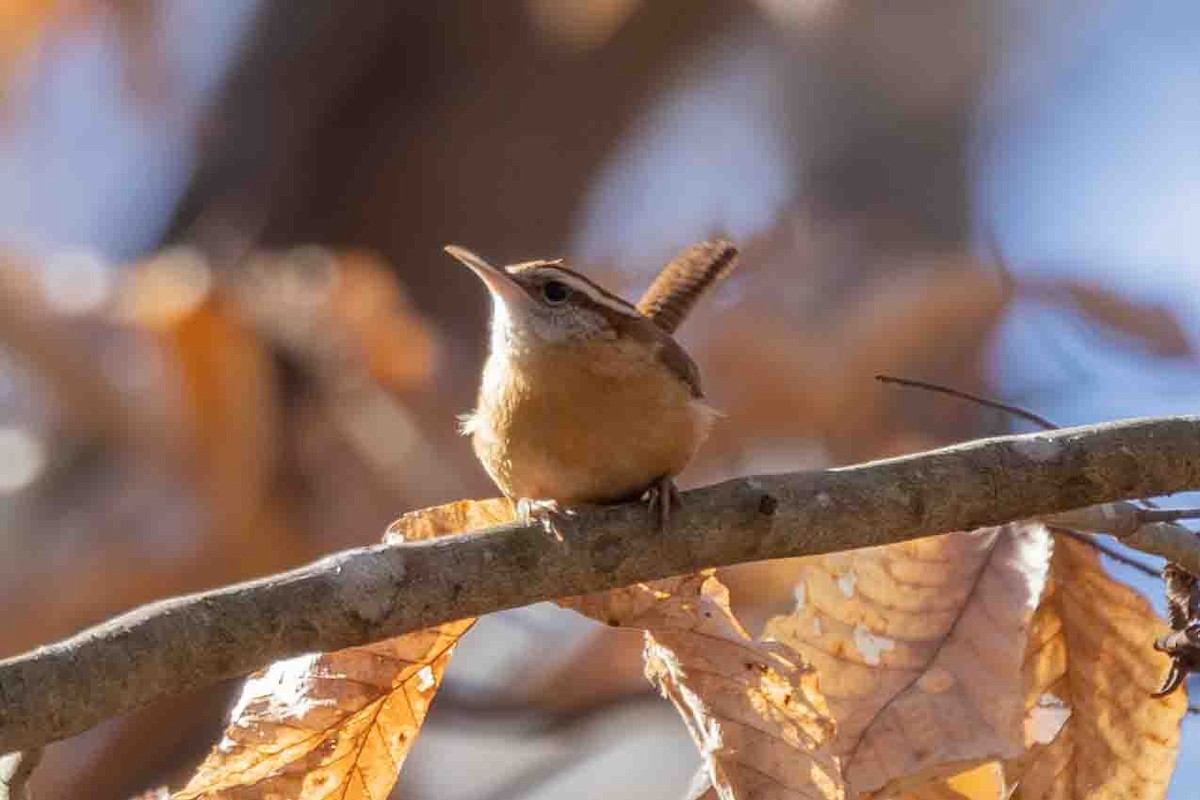 Carolina Wren - ML613809977