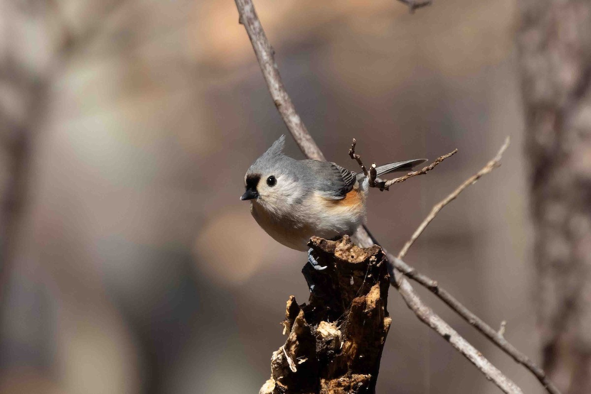 Tufted Titmouse - Ann Van Sant