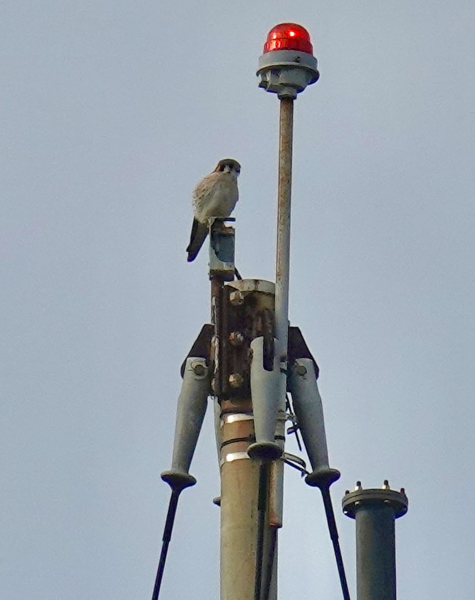 American Kestrel - ML613810002