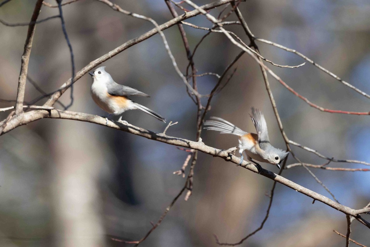 Tufted Titmouse - Ann Van Sant