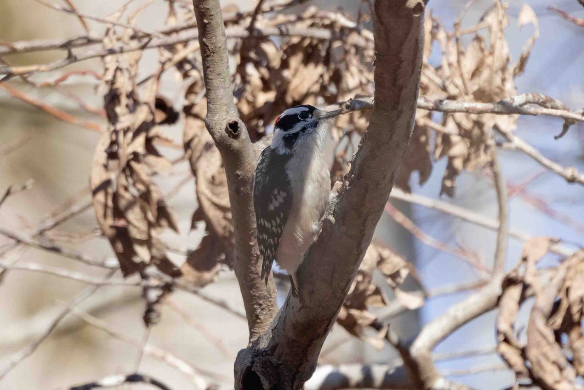 Downy Woodpecker (Eastern) - Ann Van Sant