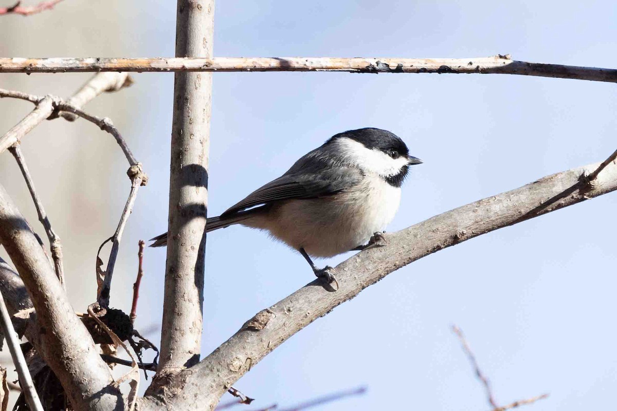 Carolina Chickadee - ML613810031