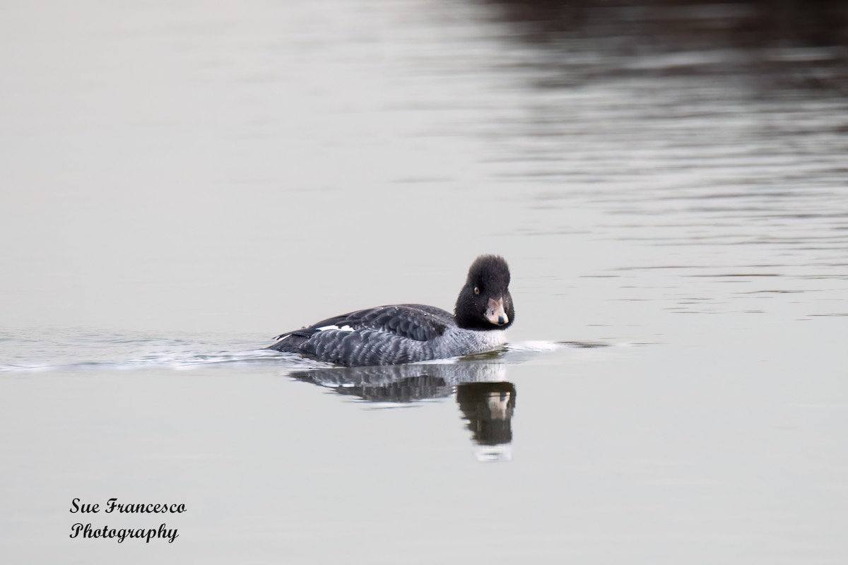 Common Goldeneye - ML613810033