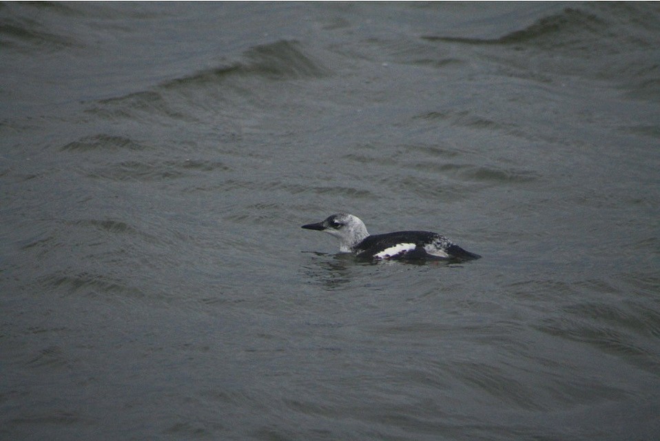 Black Guillemot - ML613810043
