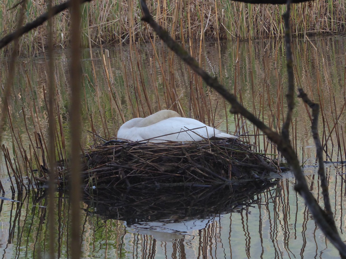 Cygne tuberculé - ML613810078