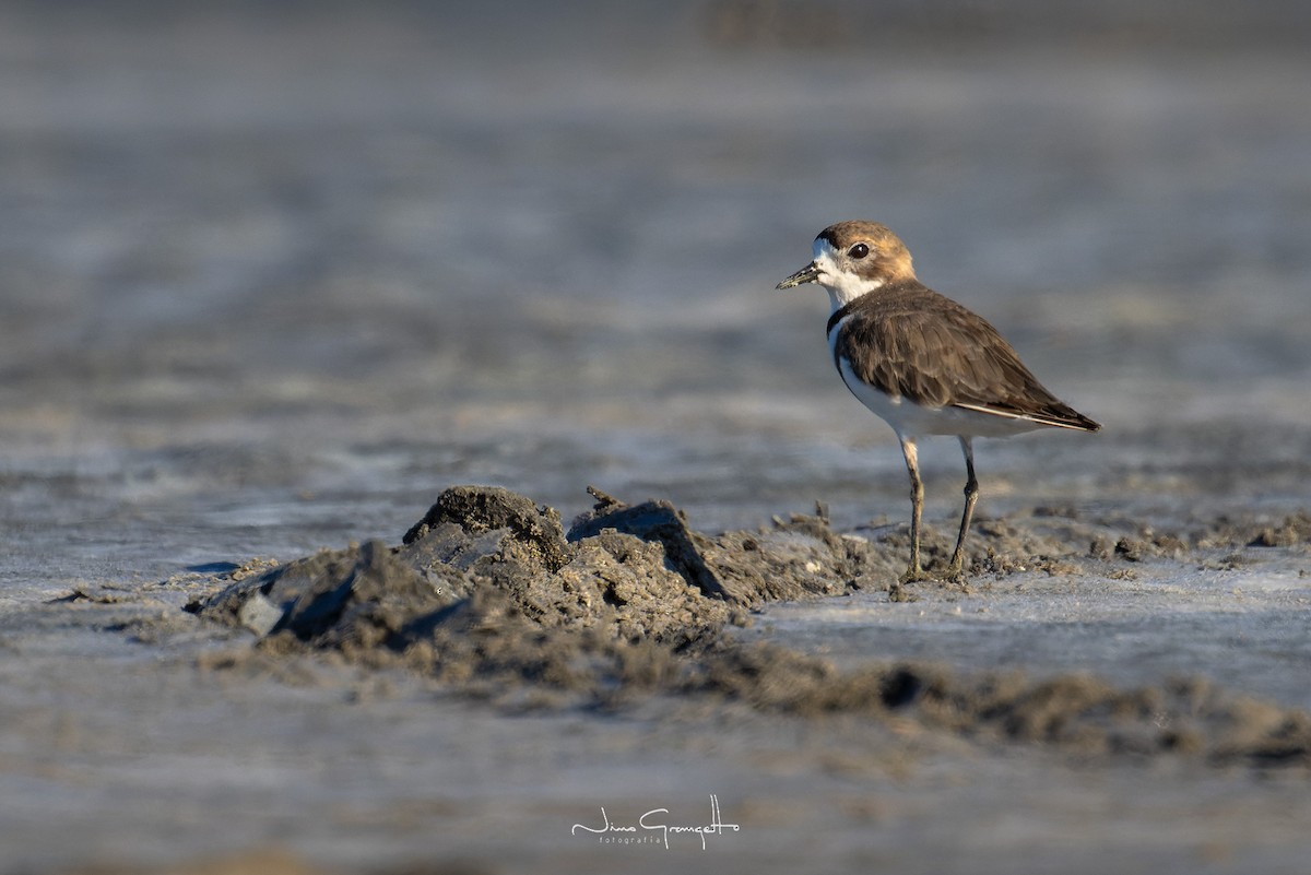 Two-banded Plover - ML613810100