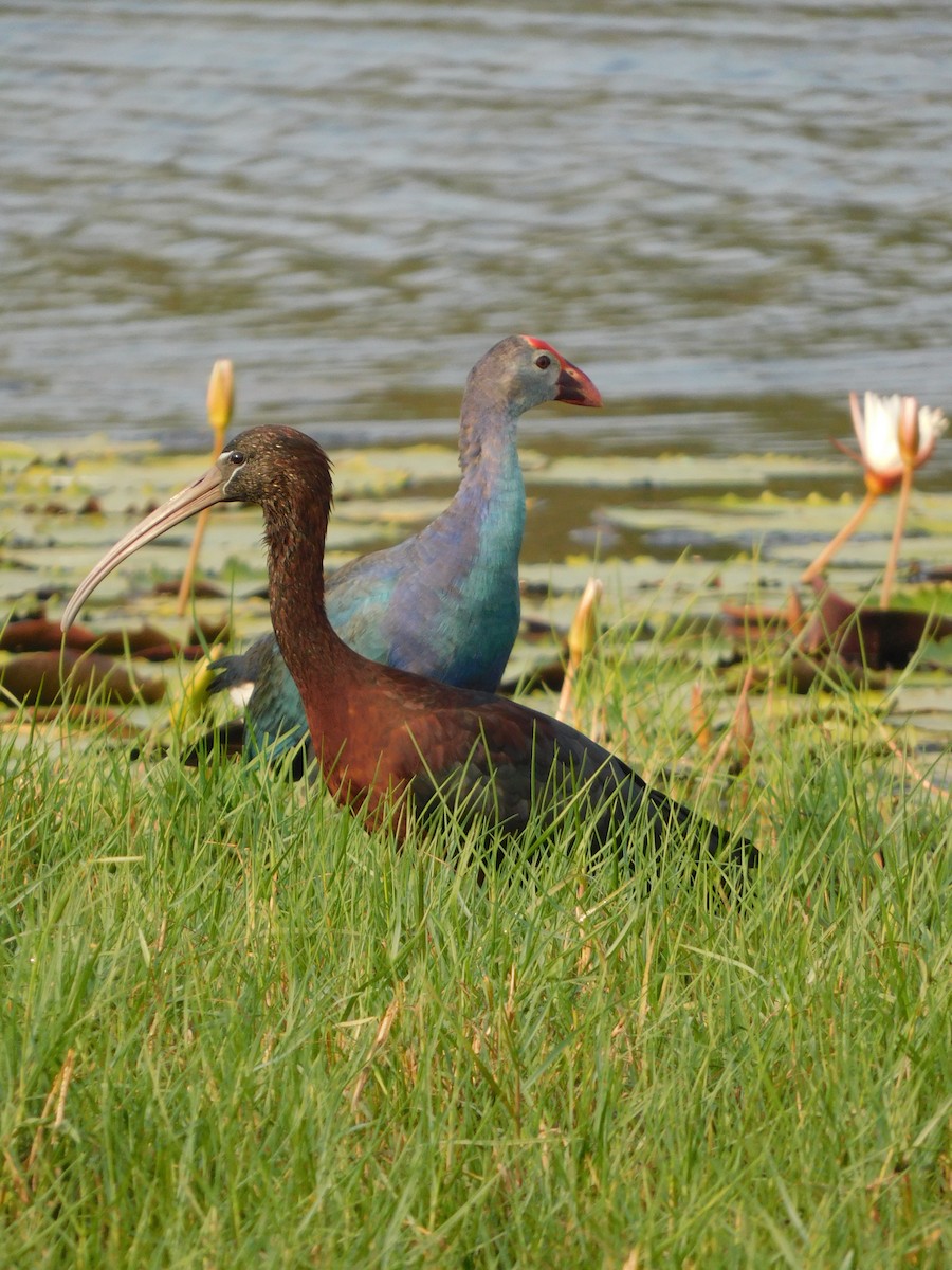 ibis hnědý - ML613810147