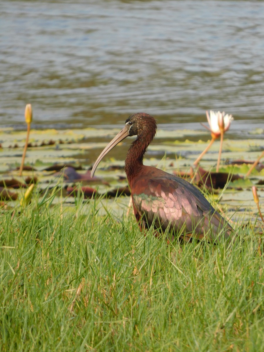 ibis hnědý - ML613810152