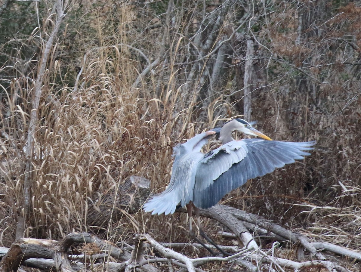 Great Blue Heron (Great Blue) - ML613810165