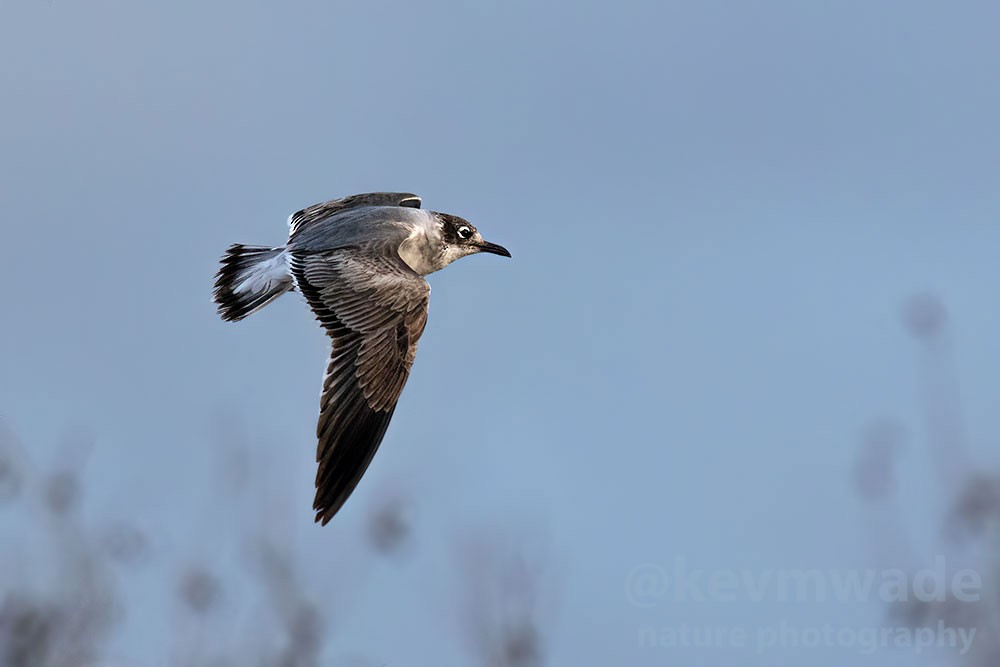 Franklin's Gull - ML613810167