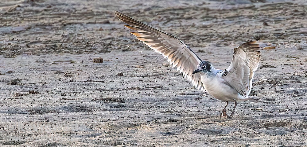 Franklin's Gull - ML613810168