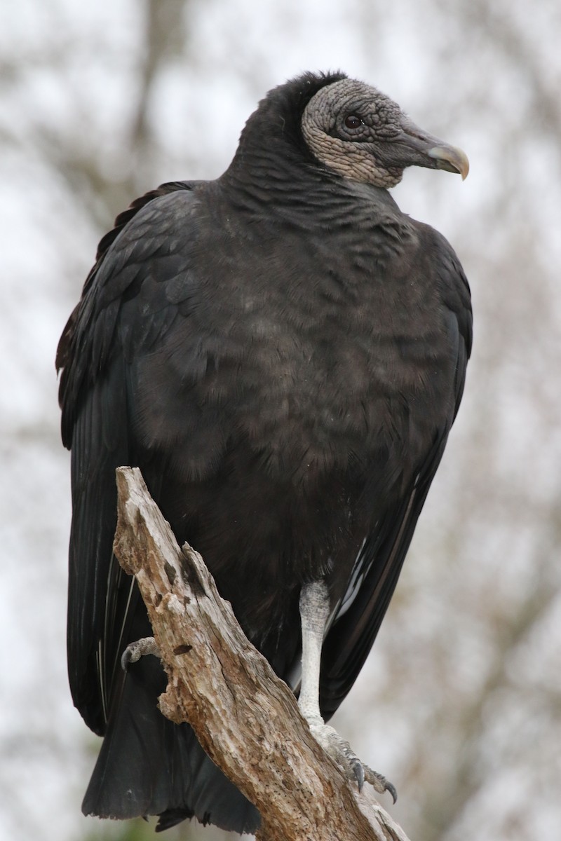 Black Vulture - ML613810170