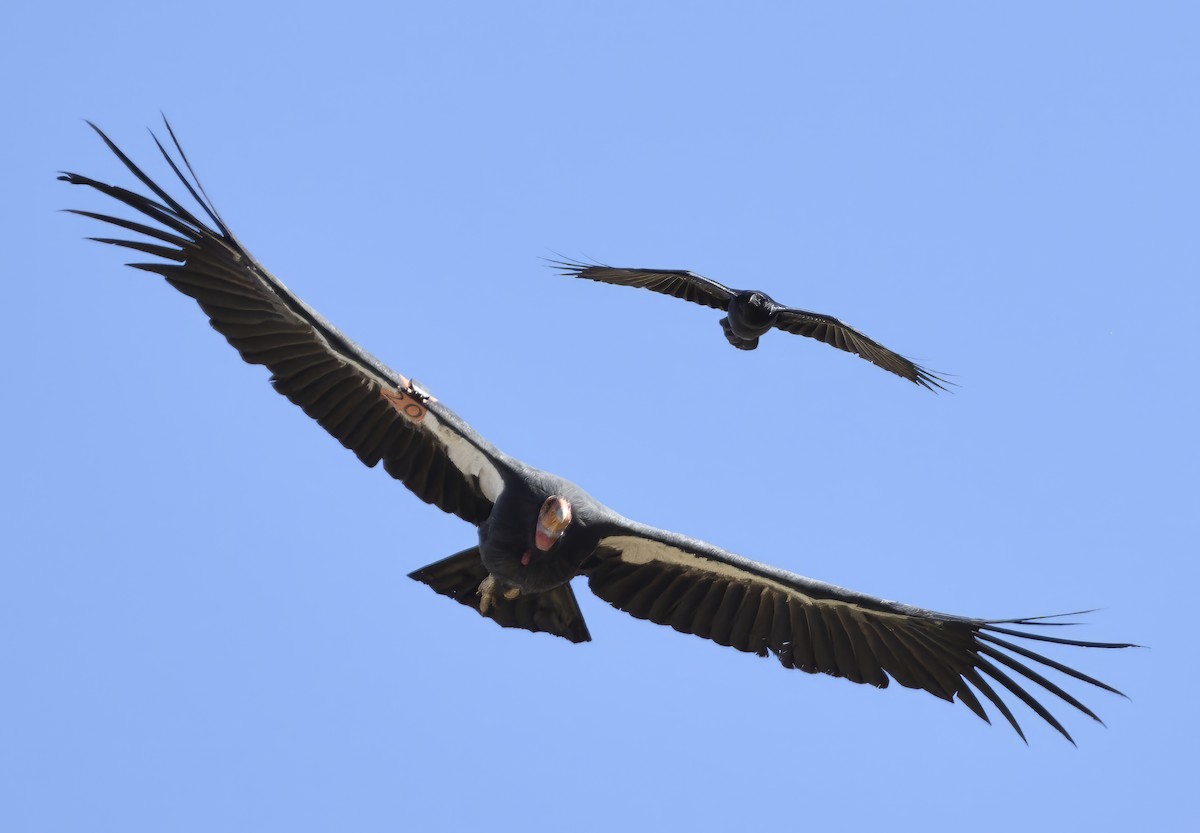 California Condor - Vladimir Drozdoff