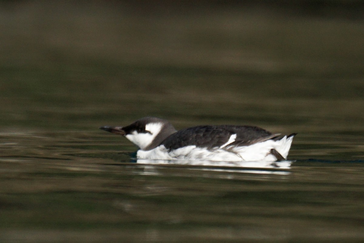 Common Murre - Ander Alvarez