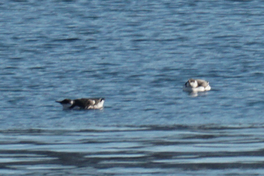 Common Murre - Ander Alvarez