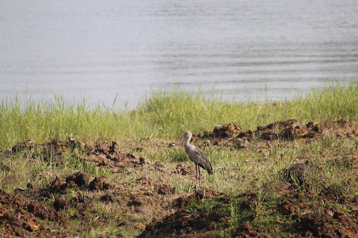 Asian Openbill - ML613810214