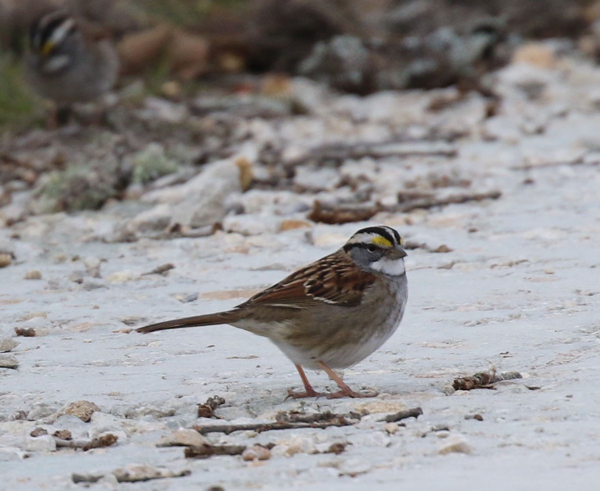 White-throated Sparrow - Laura Sare