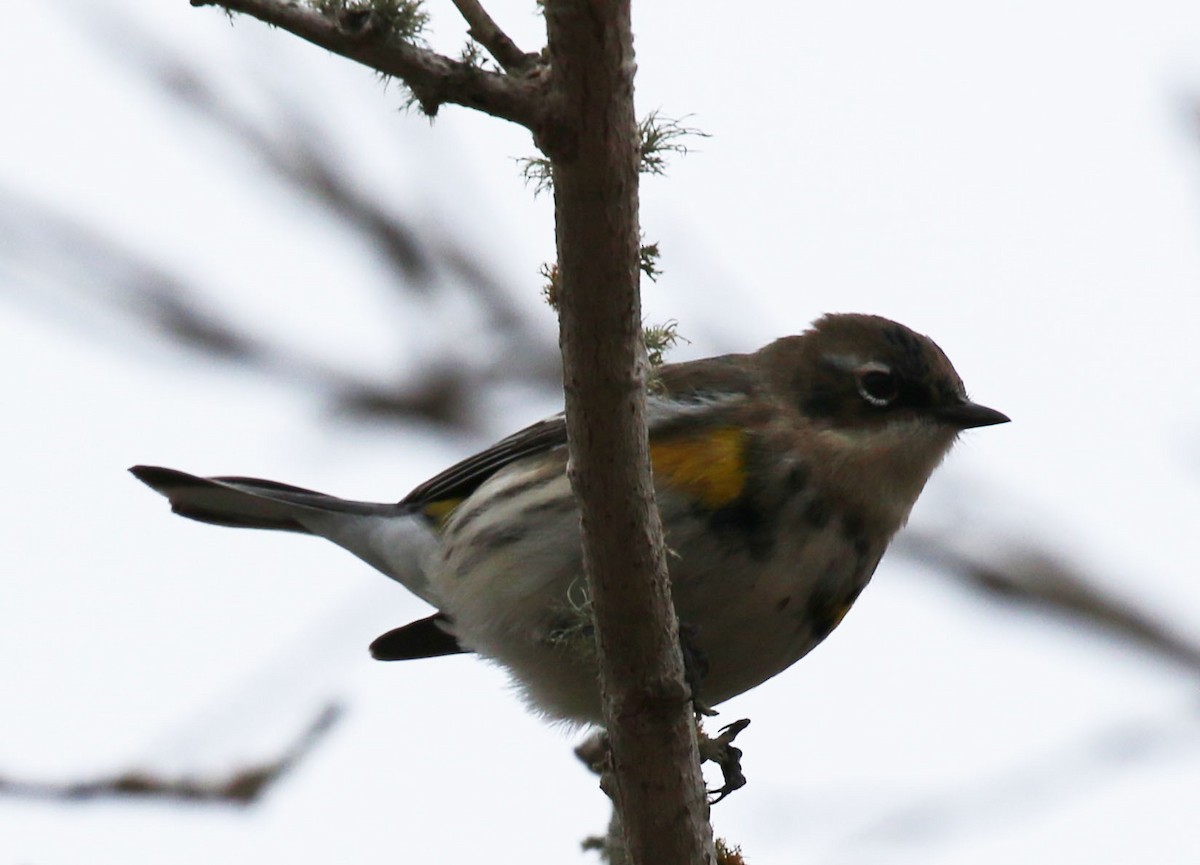 Yellow-rumped Warbler (Myrtle) - ML613810240