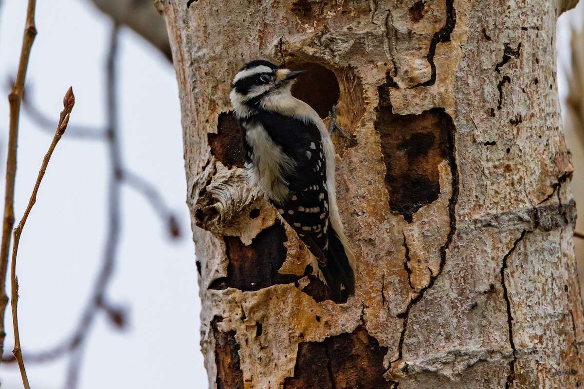 Downy Woodpecker - David/Mary Phillips