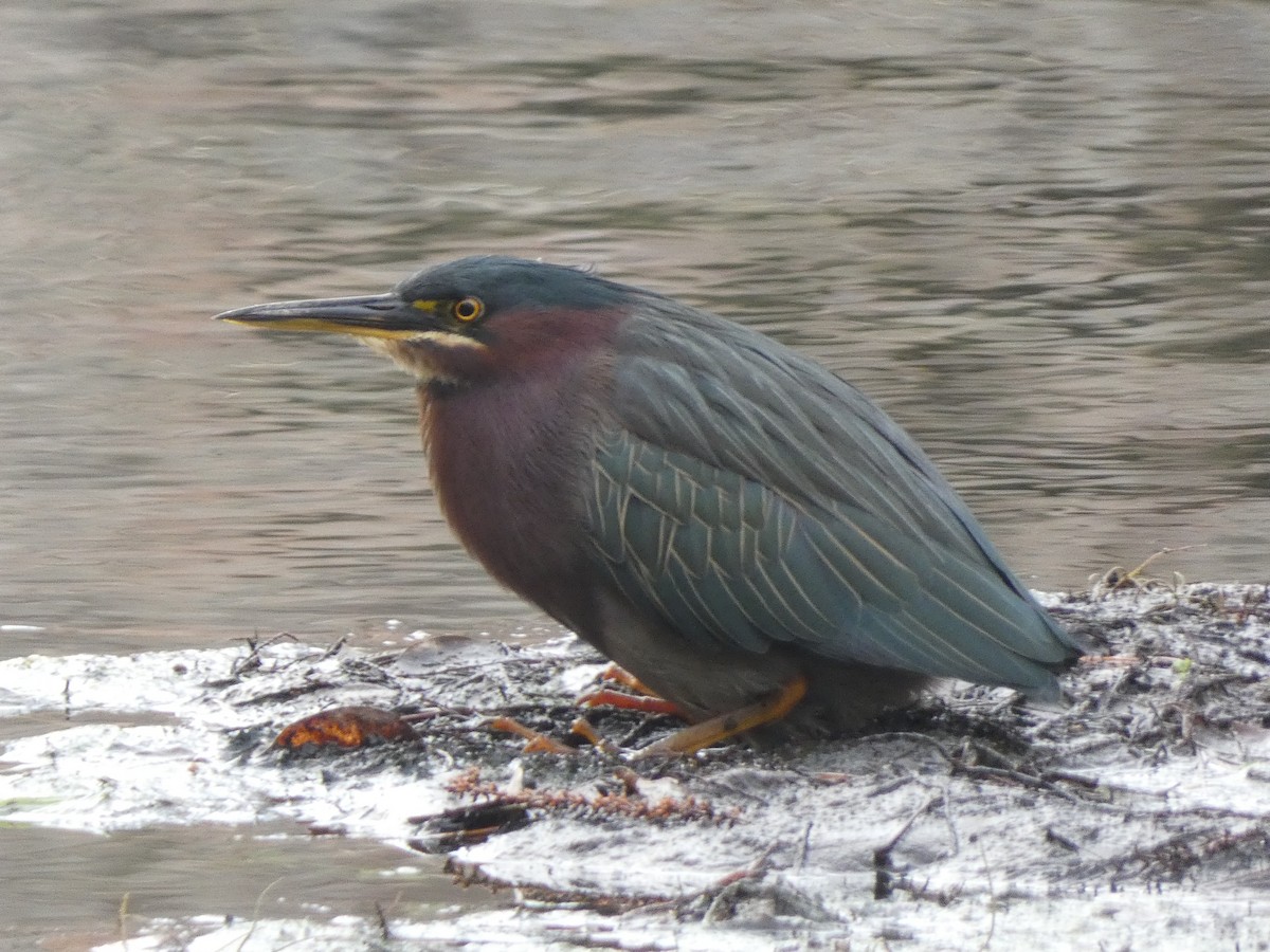 Green Heron - Sally Knight