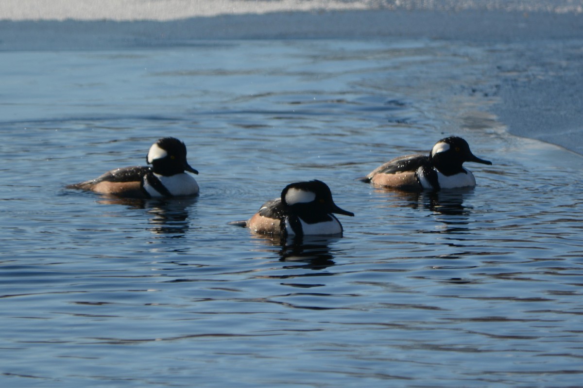 Hooded Merganser - ML613810360