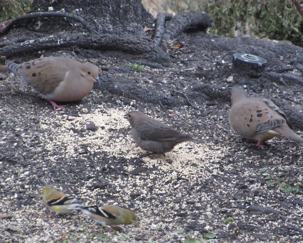 Brown-headed Cowbird - ML613810379