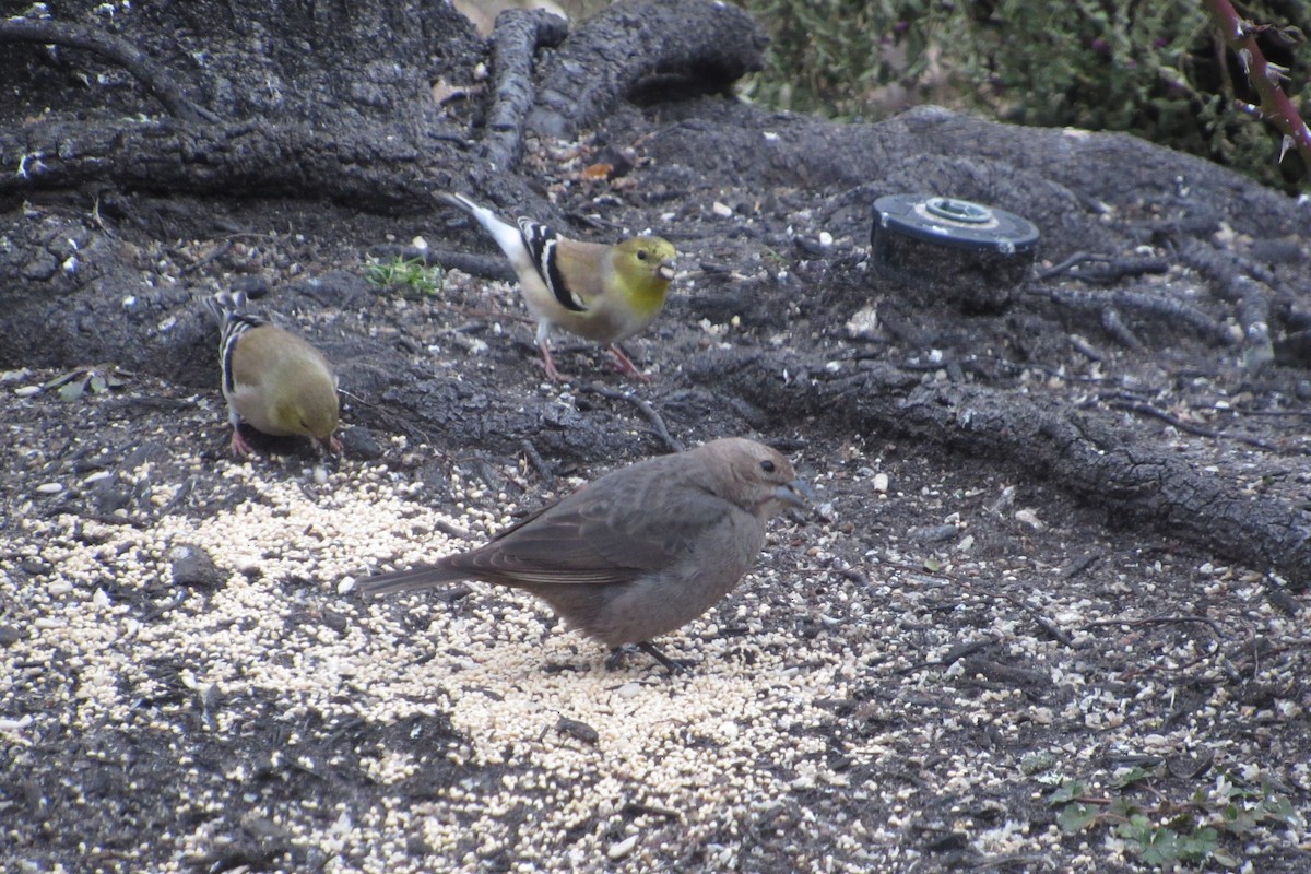 Brown-headed Cowbird - ML613810380