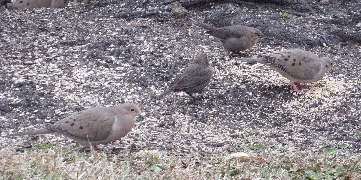 Brown-headed Cowbird - ML613810381