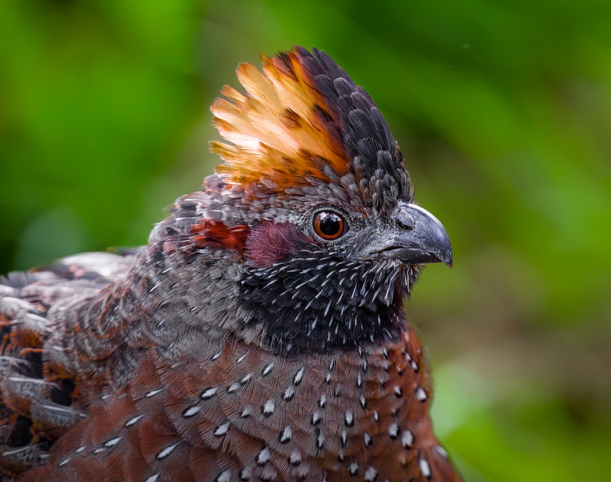 Spotted Wood-Quail - ML613810413