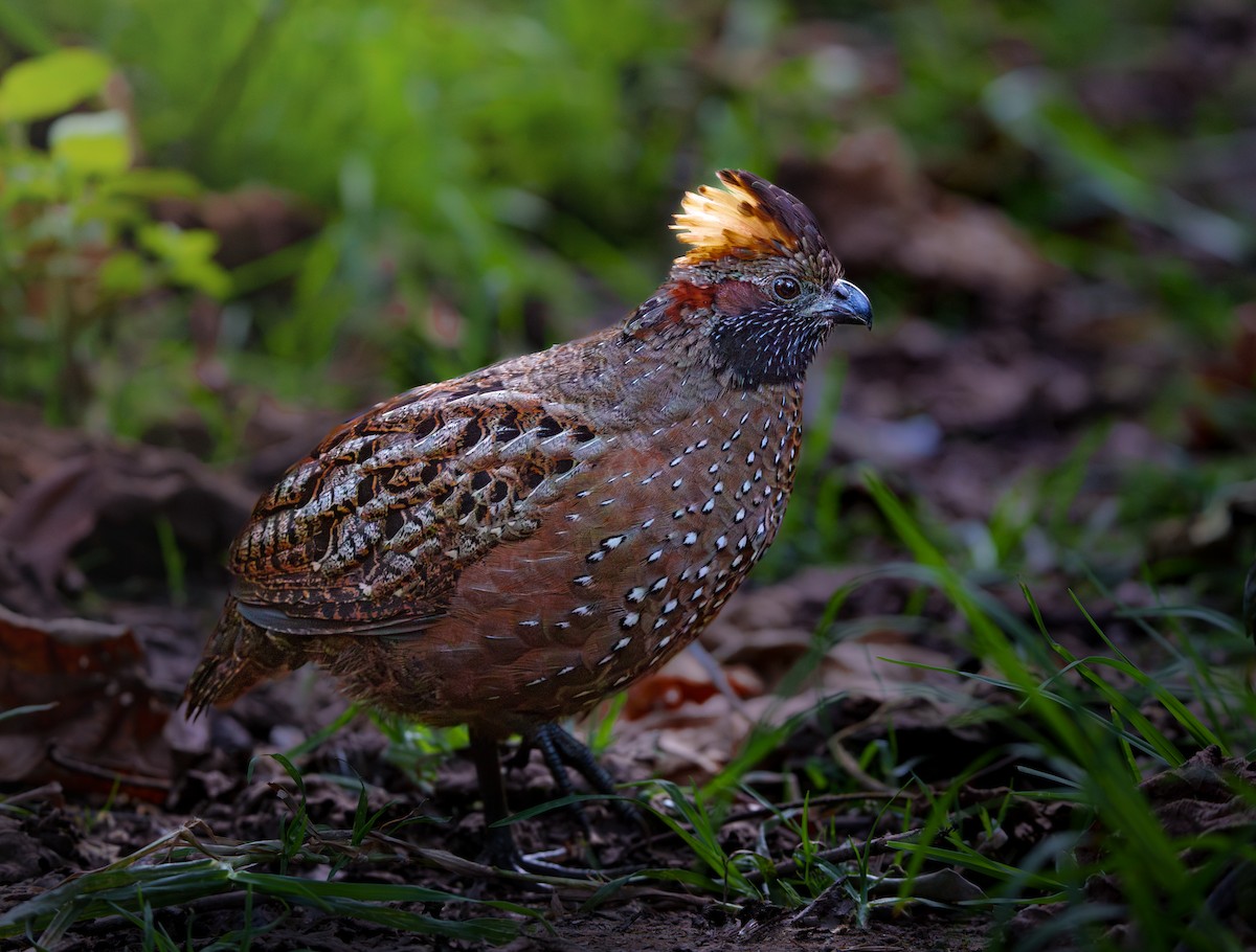 Spotted Wood-Quail - ML613810414