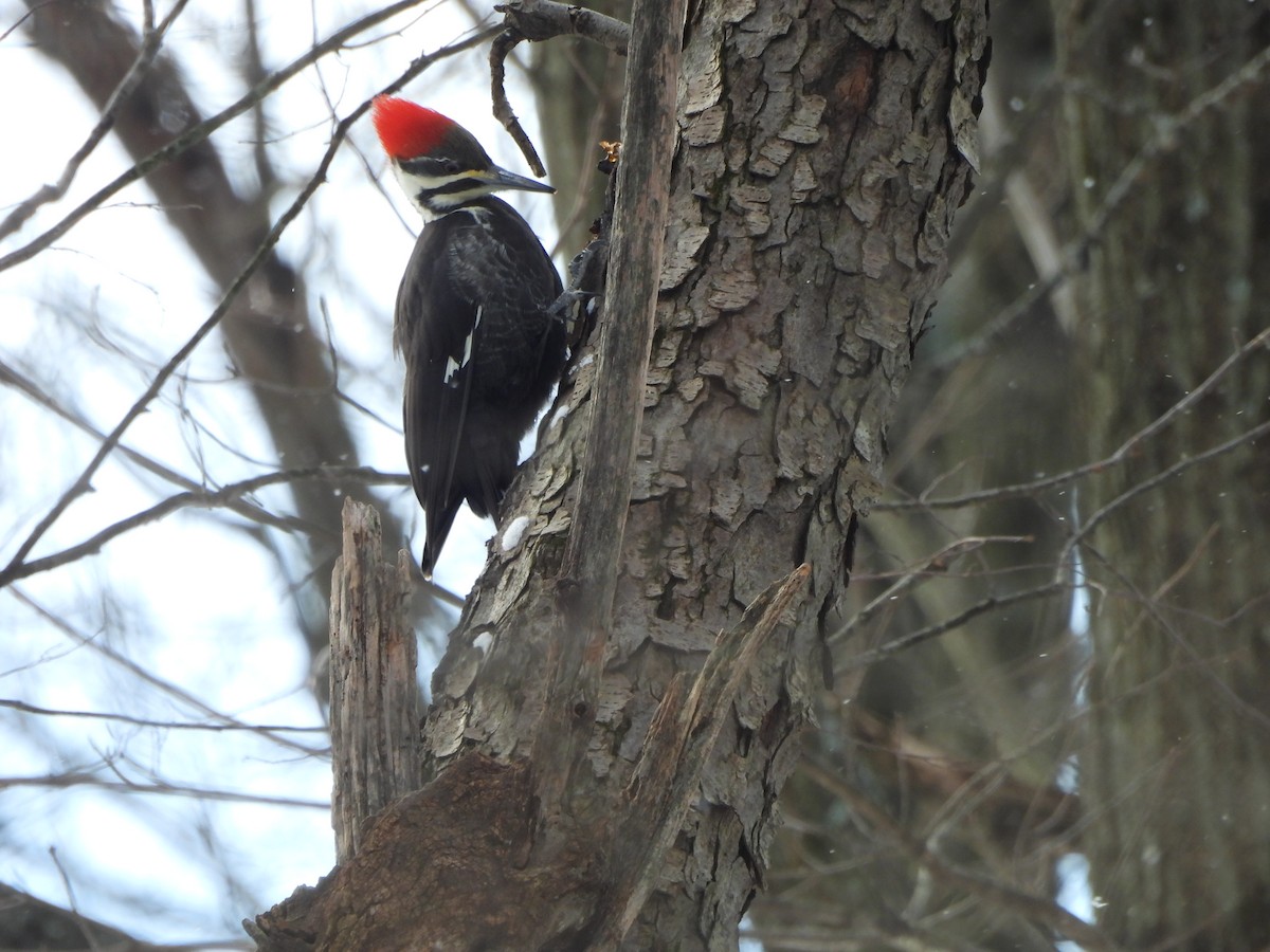 Pileated Woodpecker - ML613810458