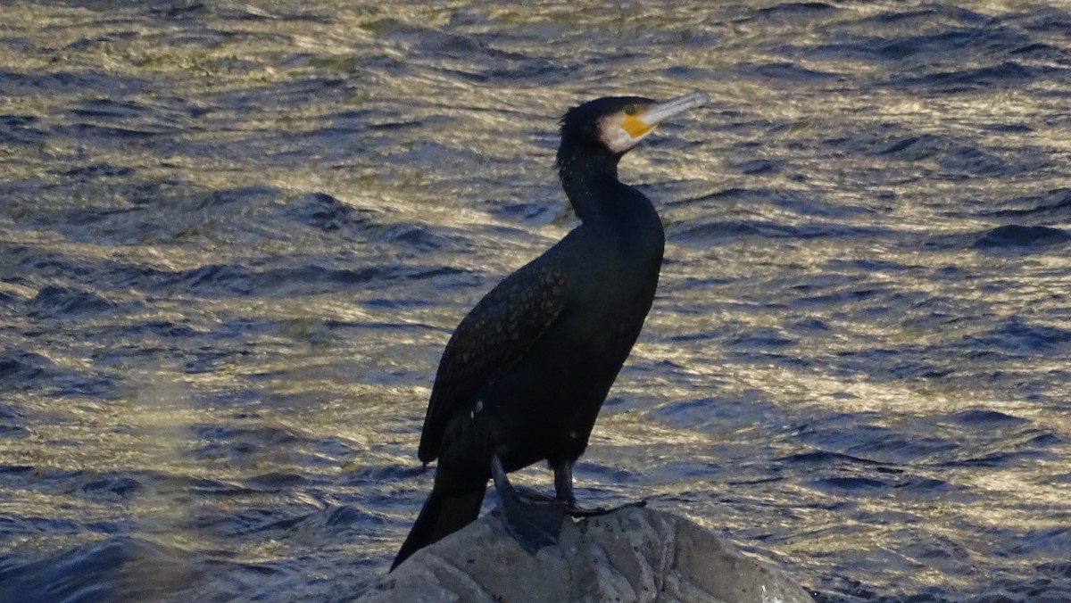 Great Cormorant - ML613810486