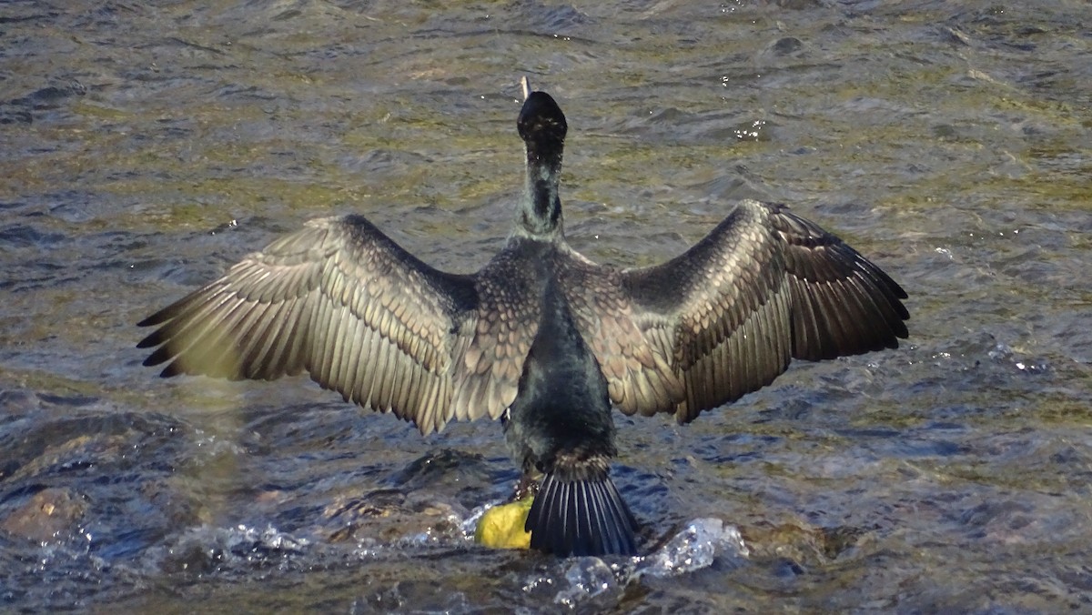Great Cormorant - ML613810487