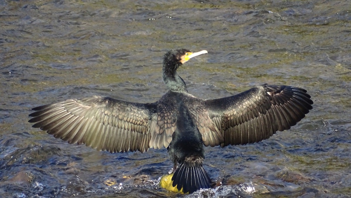Great Cormorant - ML613810488
